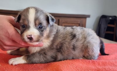 Les chiots de Berger Américain Miniature 