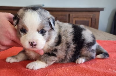 Les chiots de Berger Américain Miniature 