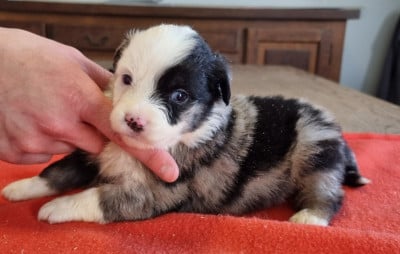 Les chiots de Berger Américain Miniature 
