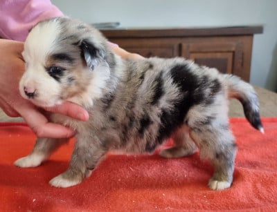 Les chiots de Berger Américain Miniature 