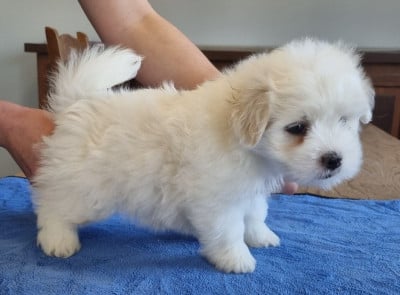 Les chiots de Coton de Tulear