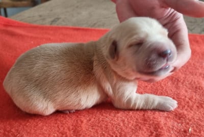 Les chiots de Golden Retriever