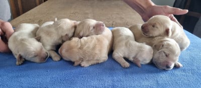 Les chiots de Golden Retriever