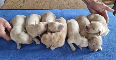 Les chiots de Golden Retriever