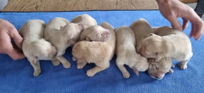 Les chiots de Golden Retriever