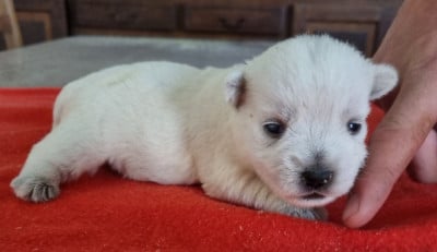 Les chiots de West Highland White Terrier