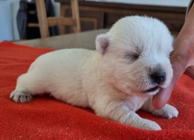 Les chiots de West Highland White Terrier