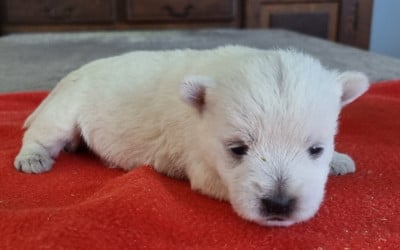 Les chiots de West Highland White Terrier