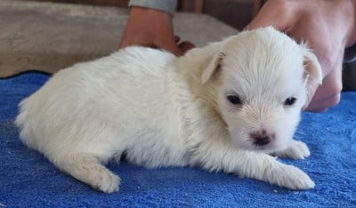 Les chiots de Coton de Tulear