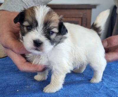 Les chiots de Coton de Tulear