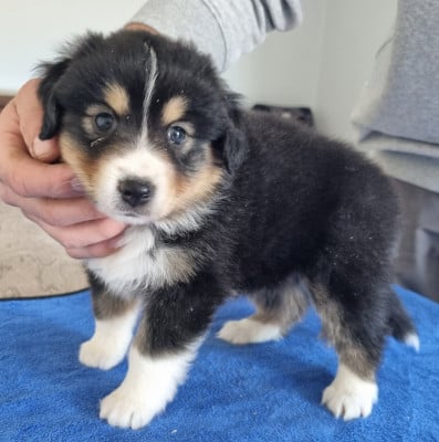 Les chiots de Berger Américain Miniature 