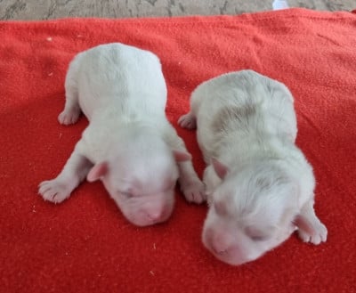 Les chiots de Coton de Tulear