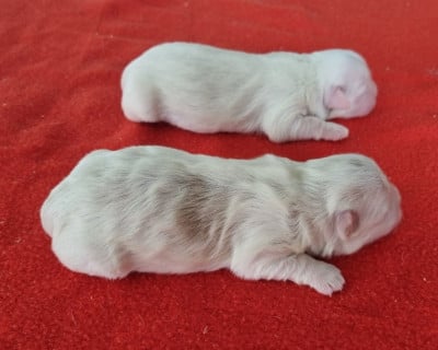 Les chiots de Coton de Tulear