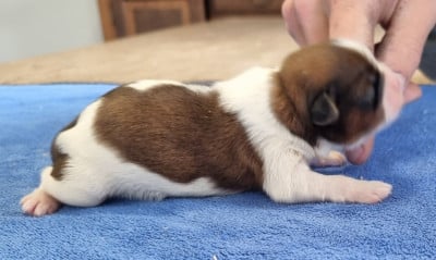 Les chiots de Shih Tzu