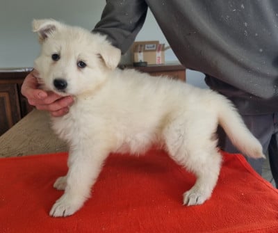 Les chiots de Berger Blanc Suisse