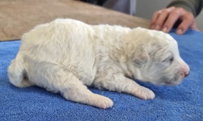 Les chiots de Bichon Frise