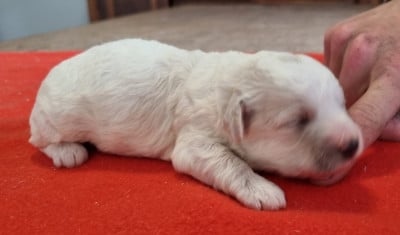 Les chiots de Bichon Frise
