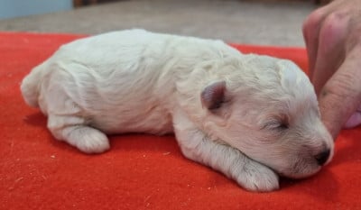 Les chiots de Bichon Frise