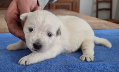Les chiots de West Highland White Terrier
