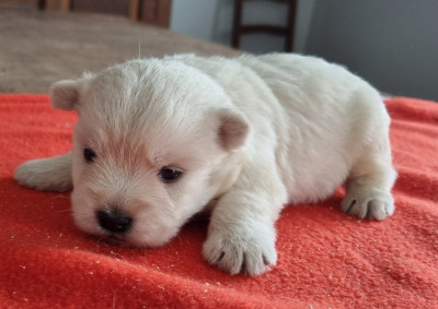 Les chiots de West Highland White Terrier