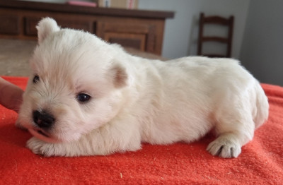 Les chiots de West Highland White Terrier