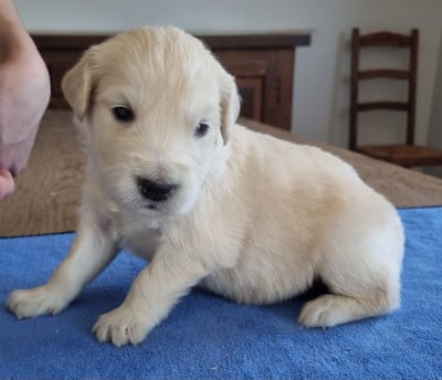 Les chiots de Golden Retriever