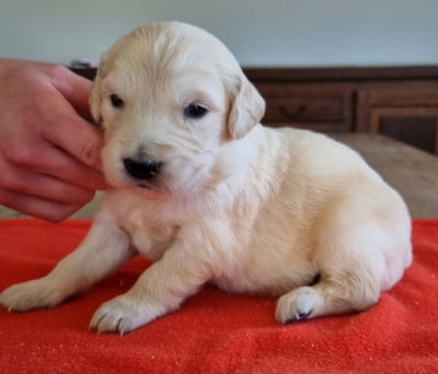 Les chiots de Golden Retriever