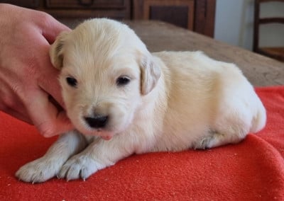 Les chiots de Golden Retriever