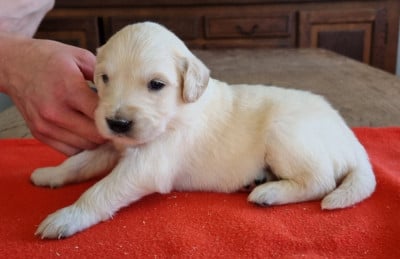 Les chiots de Golden Retriever
