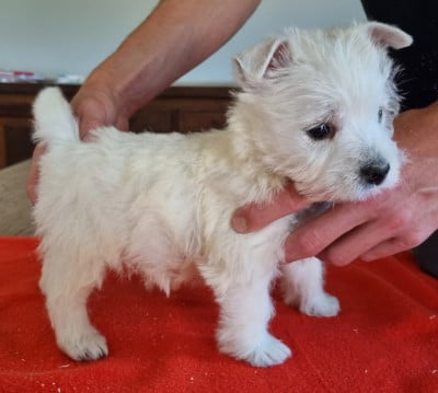 Les chiots de West Highland White Terrier