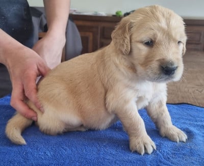 Les chiots de Golden Retriever