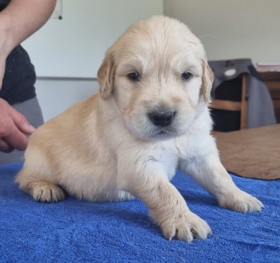 Les chiots de Golden Retriever