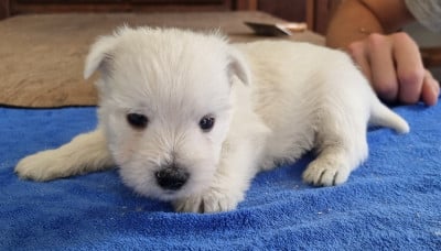 Les chiots de West Highland White Terrier