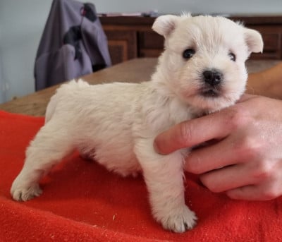 Les chiots de West Highland White Terrier