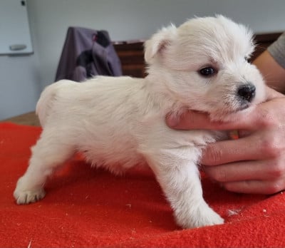 Les chiots de West Highland White Terrier