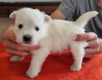 Les chiots de West Highland White Terrier