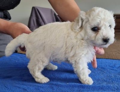 Les chiots de Bichon Frise