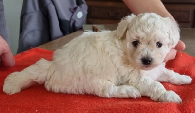 Les chiots de Bichon Frise