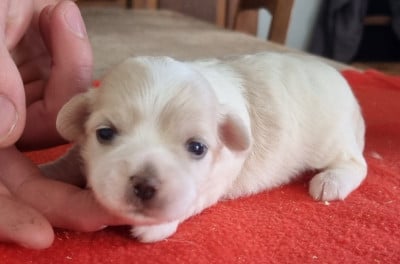 Les chiots de Coton de Tulear