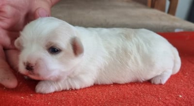 Les chiots de Coton de Tulear