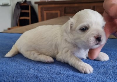 Les chiots de Coton de Tulear