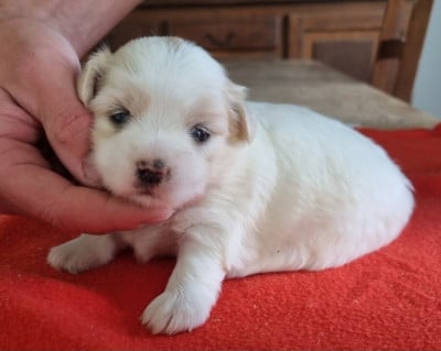 Les chiots de Coton de Tulear