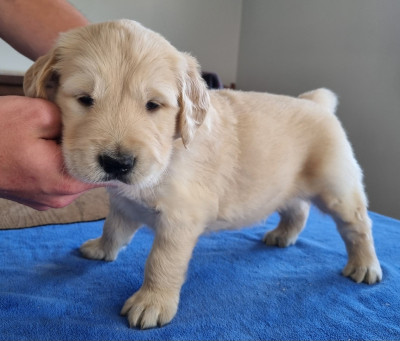 Les chiots de Golden Retriever