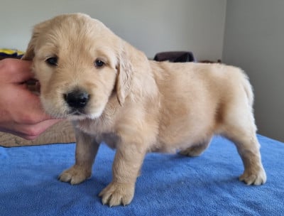 Les chiots de Golden Retriever