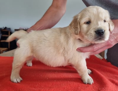 Les chiots de Golden Retriever