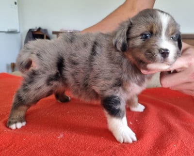 Les chiots de Berger Américain Miniature 