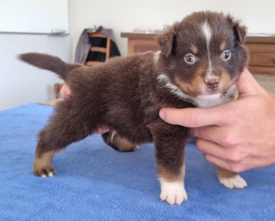 Les chiots de Berger Américain Miniature 