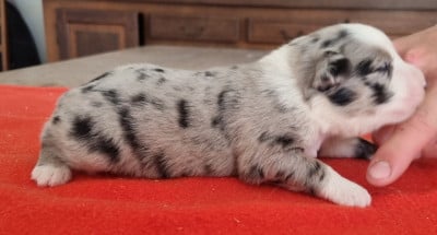 Les chiots de Berger Américain Miniature 