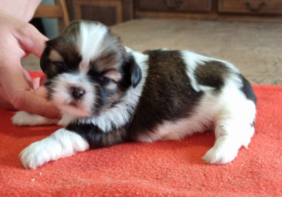 Les chiots de Shih Tzu