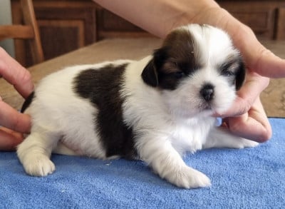 Les chiots de Shih Tzu